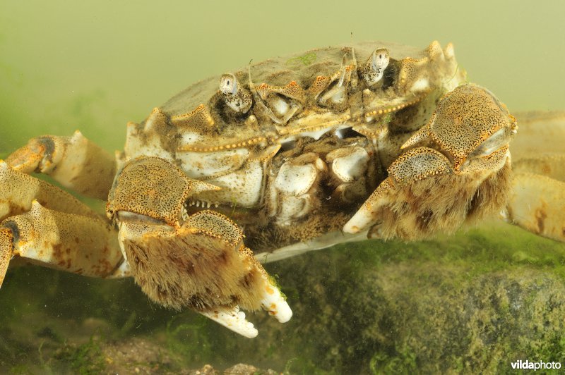 Chinese wolhandkrab