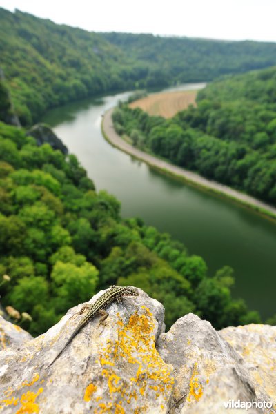 Muurhagedis op de rotsen van Freyr