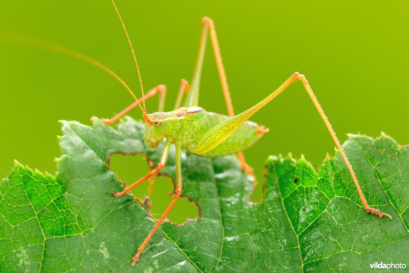 Juveniele Zaagsprinkhaan