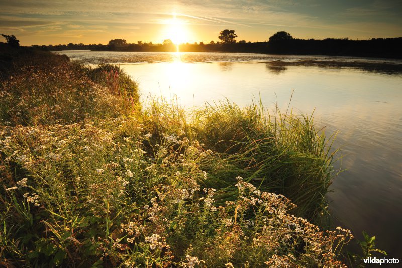 Wilde bertram langs de Maas