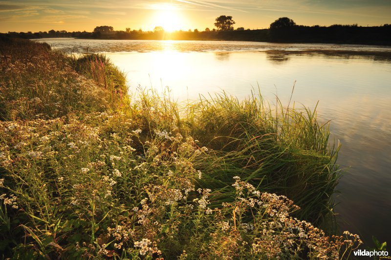 Wilde bertram langs de Maas