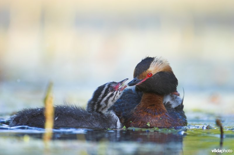 Kuifduiker met jongen