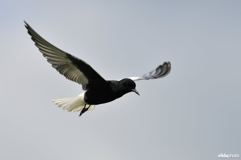 Vliegende Witvleugelstern