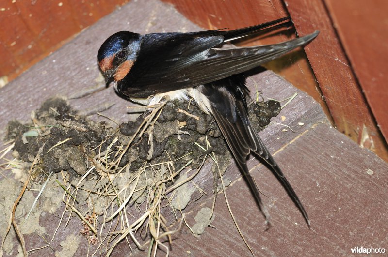 Boerenzwaluw bouwt nestje met modder