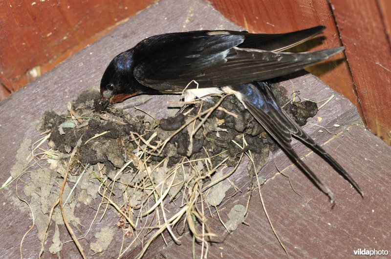 Boerenzwaluw bouwt nestje met modder