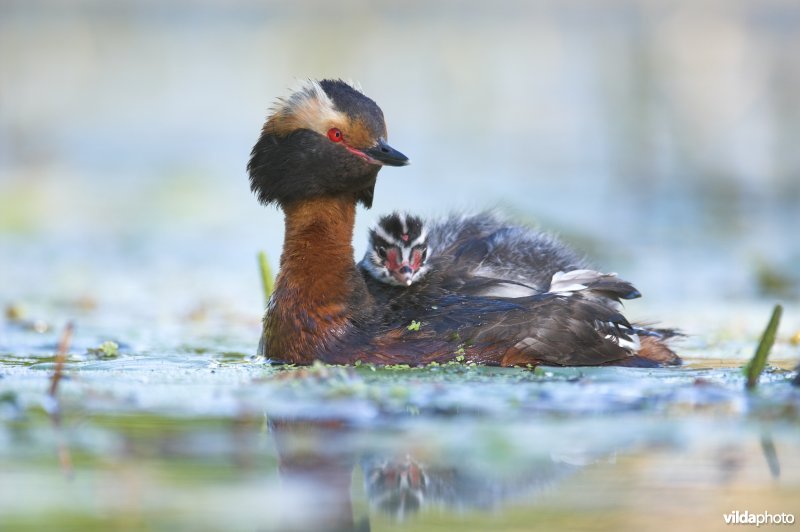 Kuifduiker met jongen