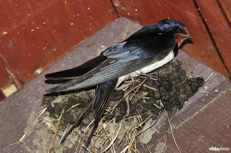 Boerenzwaluw bouwt nestje met modder