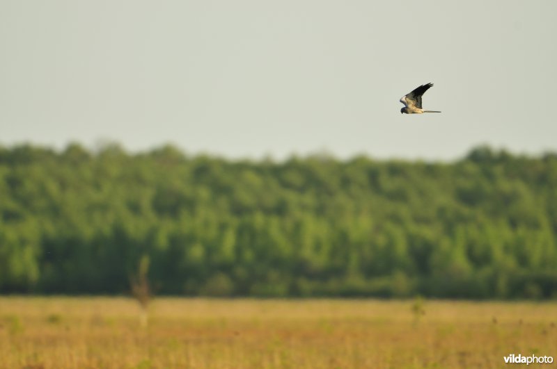 Vallei van de Biebrza