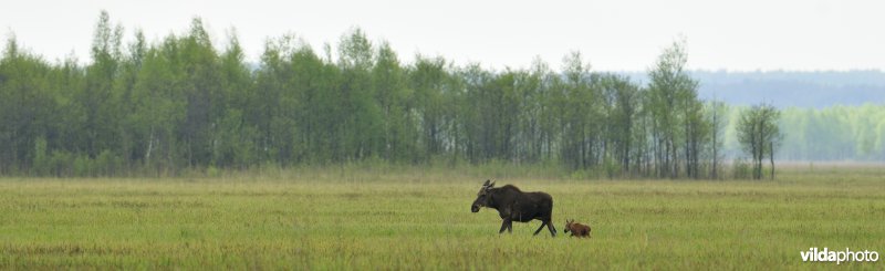 Elandmoeder met kalf