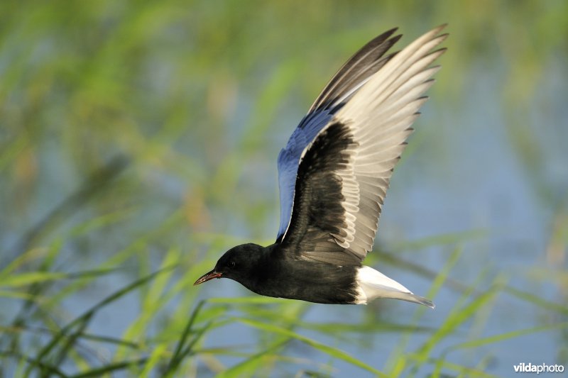 Vliegende Witvleugelstern