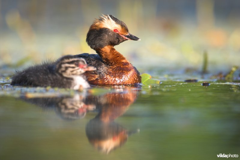 Kuifduiker met jongen