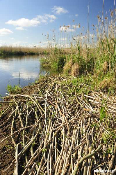 Sporen van Bever langs de Biebrza