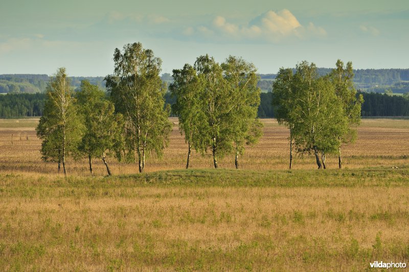 Vallei van de Biebrza