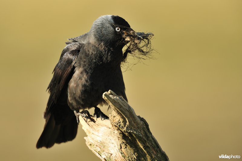 Kauw met nestmateriaal