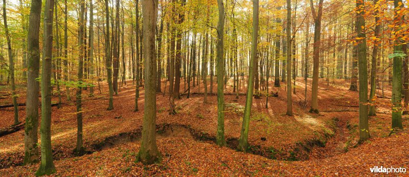 Pano bosreservaat Kersselaerspleyn
