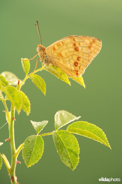 Bosrandparelmoervlinder
