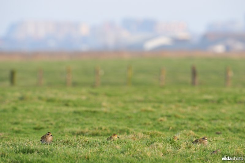 Goudplevieren in de polders