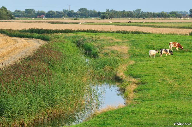 Oostends Krekengebied