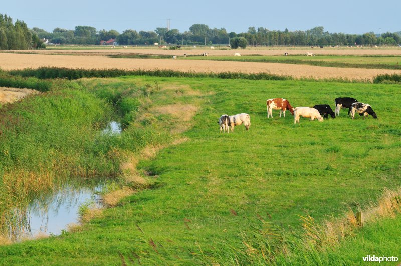 Oostends Krekengebied
