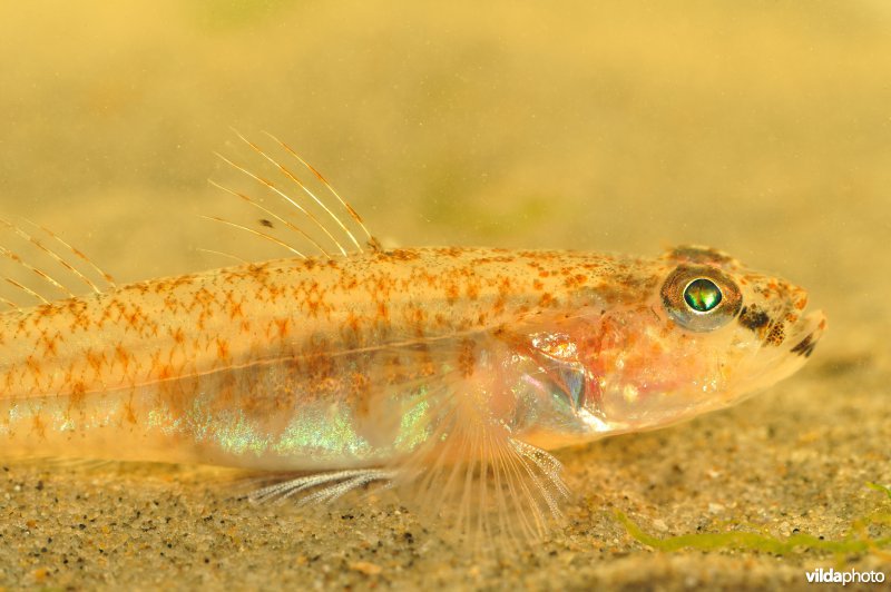 Lozanogrondel