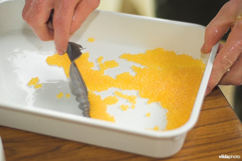 Bevruchten van eitjes van Beekforel