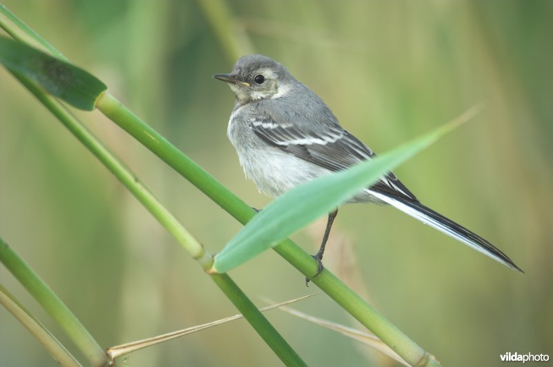 Jonge Witte kwikstaart in het riet