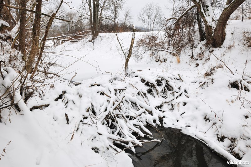 Besneeuwde Beverdam