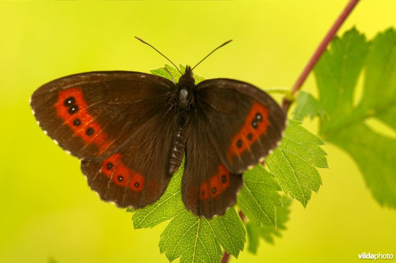 Boserebia