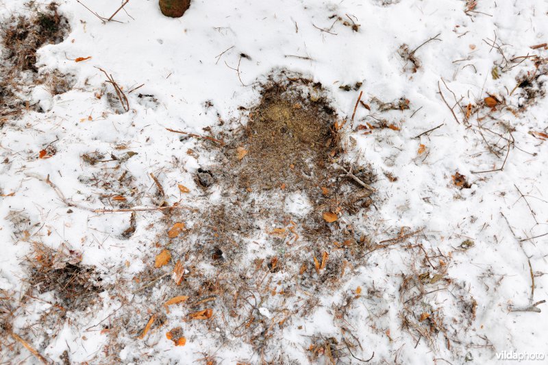 Sporen van Wisent