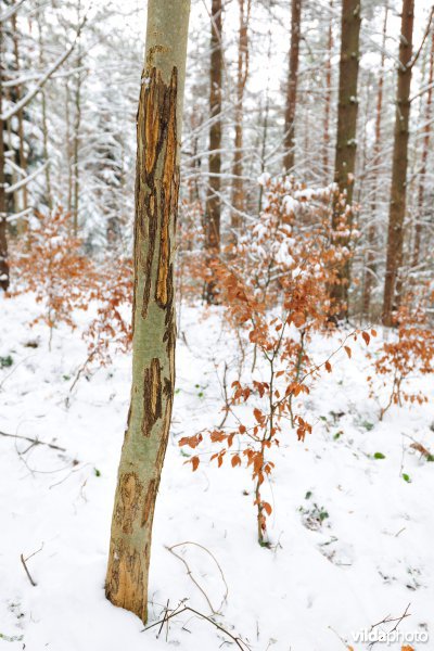 Veegsporen van Wisent