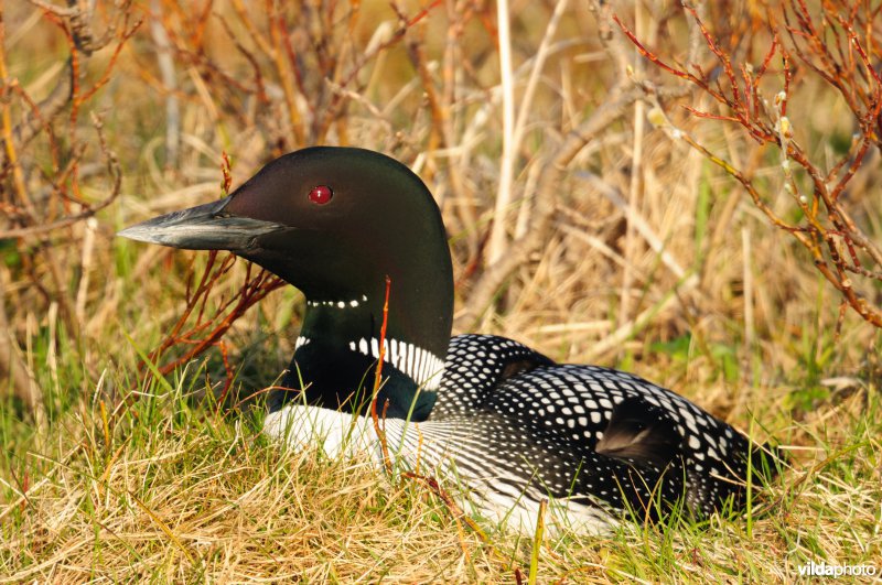 Broedende Ijsduiker