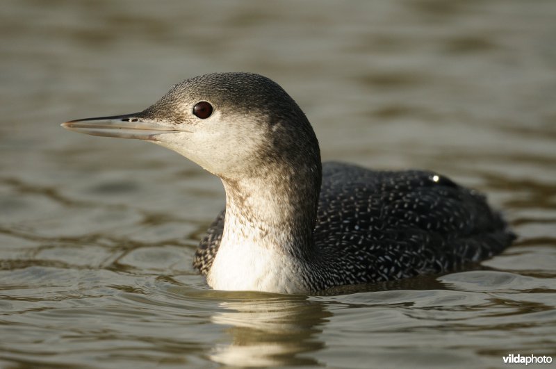 Roodkeelduiker in winterkleed