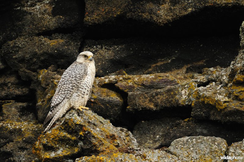 Groenlandse Giervalk op uitkijk op lavarots