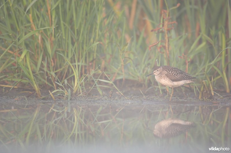 Bosruiter in vroege ochtend