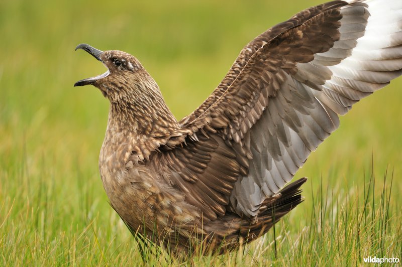 Groetende Grote jager