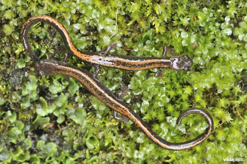 Goudstreepsalamander