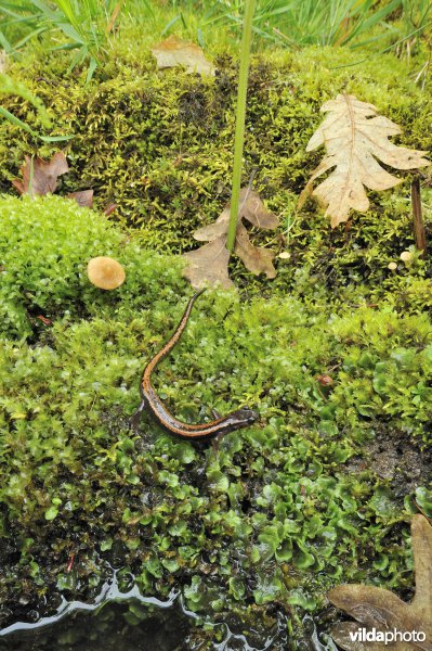 Goudstreepsalamander