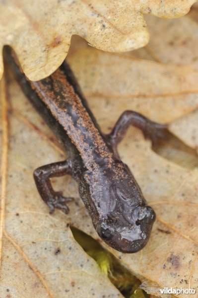 Goudstreepsalamander
