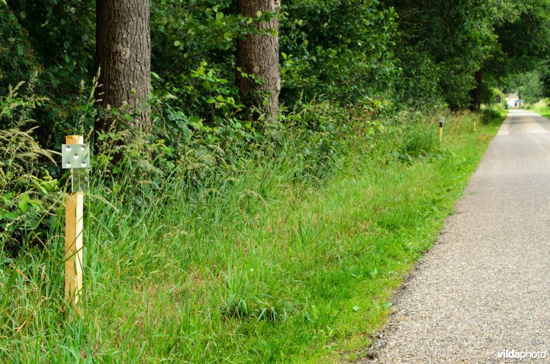 Wildspiegels langs een weg