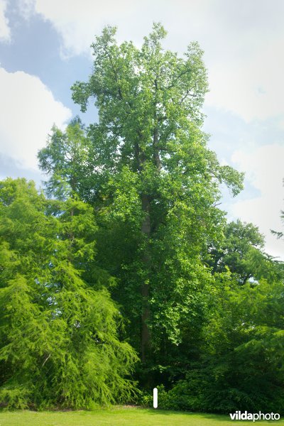 Tulpenboom