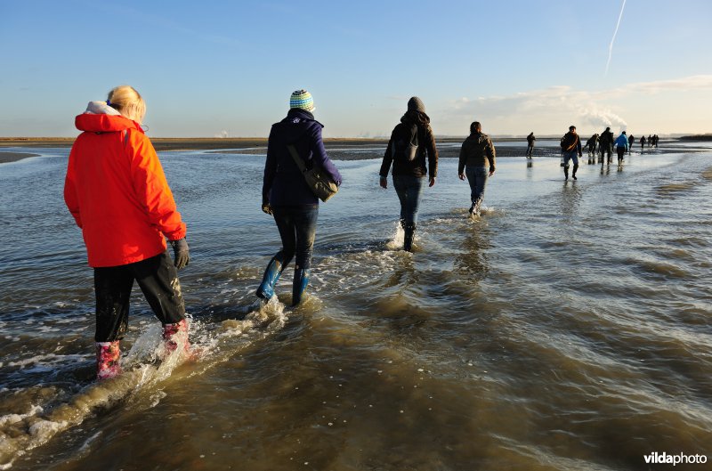 Excursie in het Verdronken Land van Saeftinghe