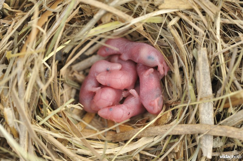 Bosspitsmuis