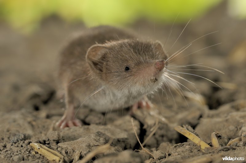 Tuinspitsmuis