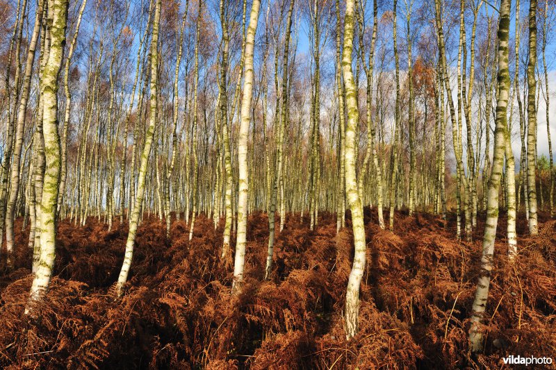 Berkenbos in Polen