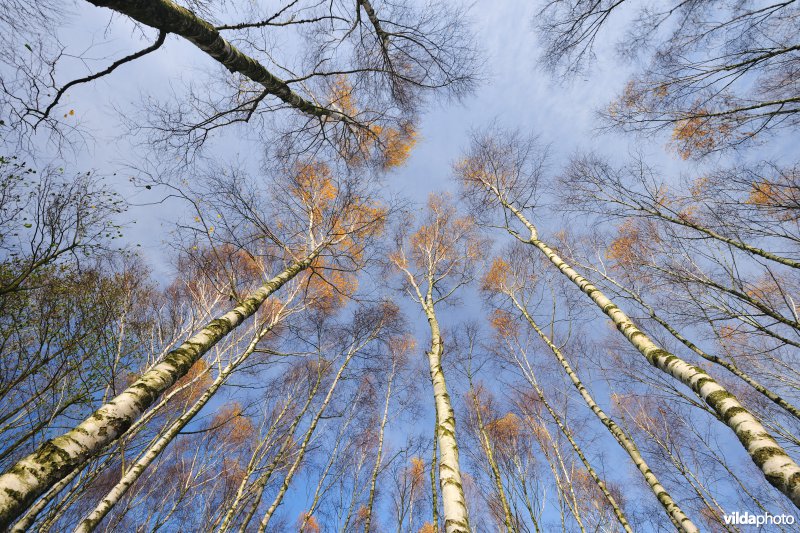 Berkenbos in Polen