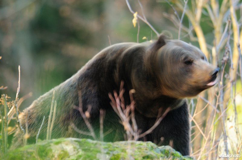 Bruine beer schudt zich uit