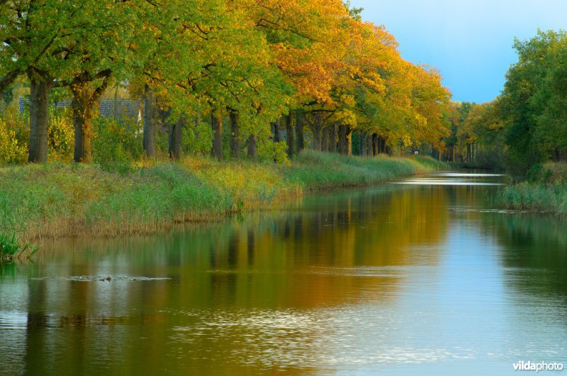 Amerikaanse eiken langs Apeldoorns Kanaal