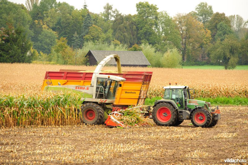 Mais oogsten met combine en trekker