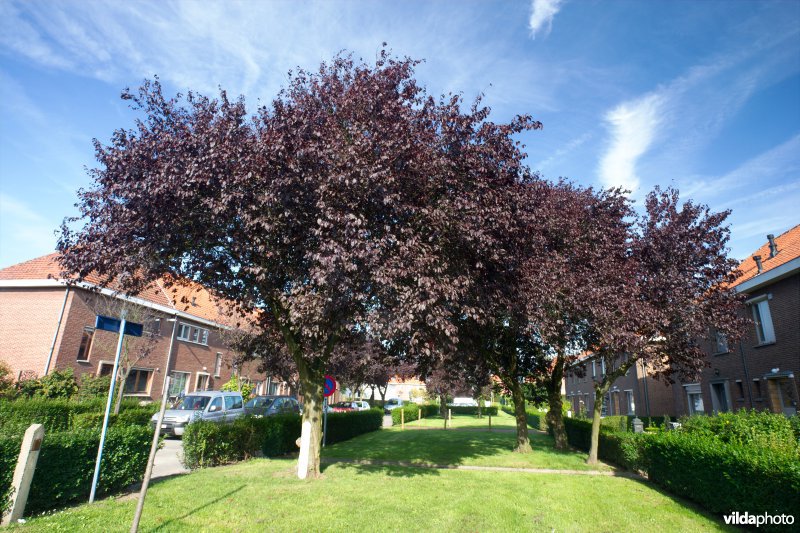 Prunus cerasifera var Nigra