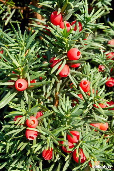 Taxus baccata Fastigiata